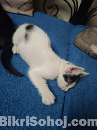 Kitten adoption